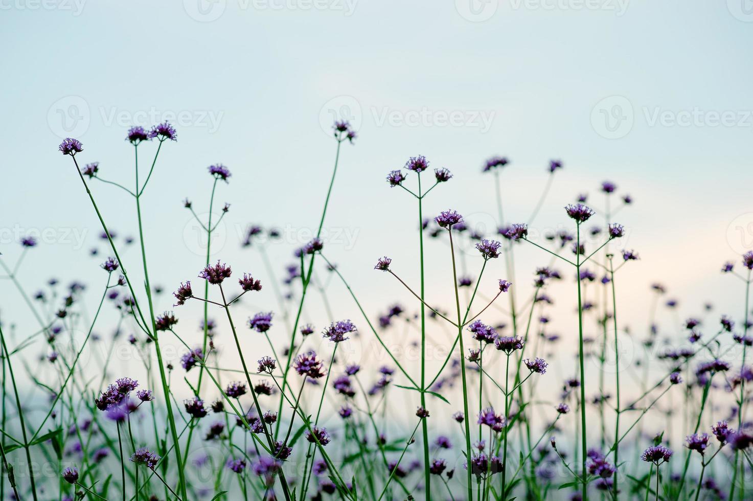 Purple Flower Garden Beautiful Flower Garden With key copy space photo