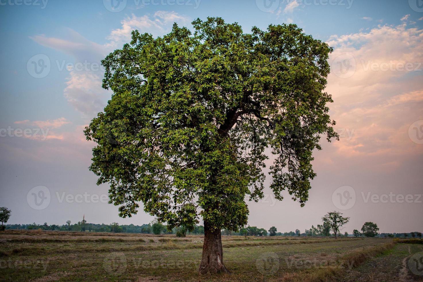 prados y cielos azules atmósfera de campos asiáticos y la belleza de los árboles y la naturaleza verde. foto