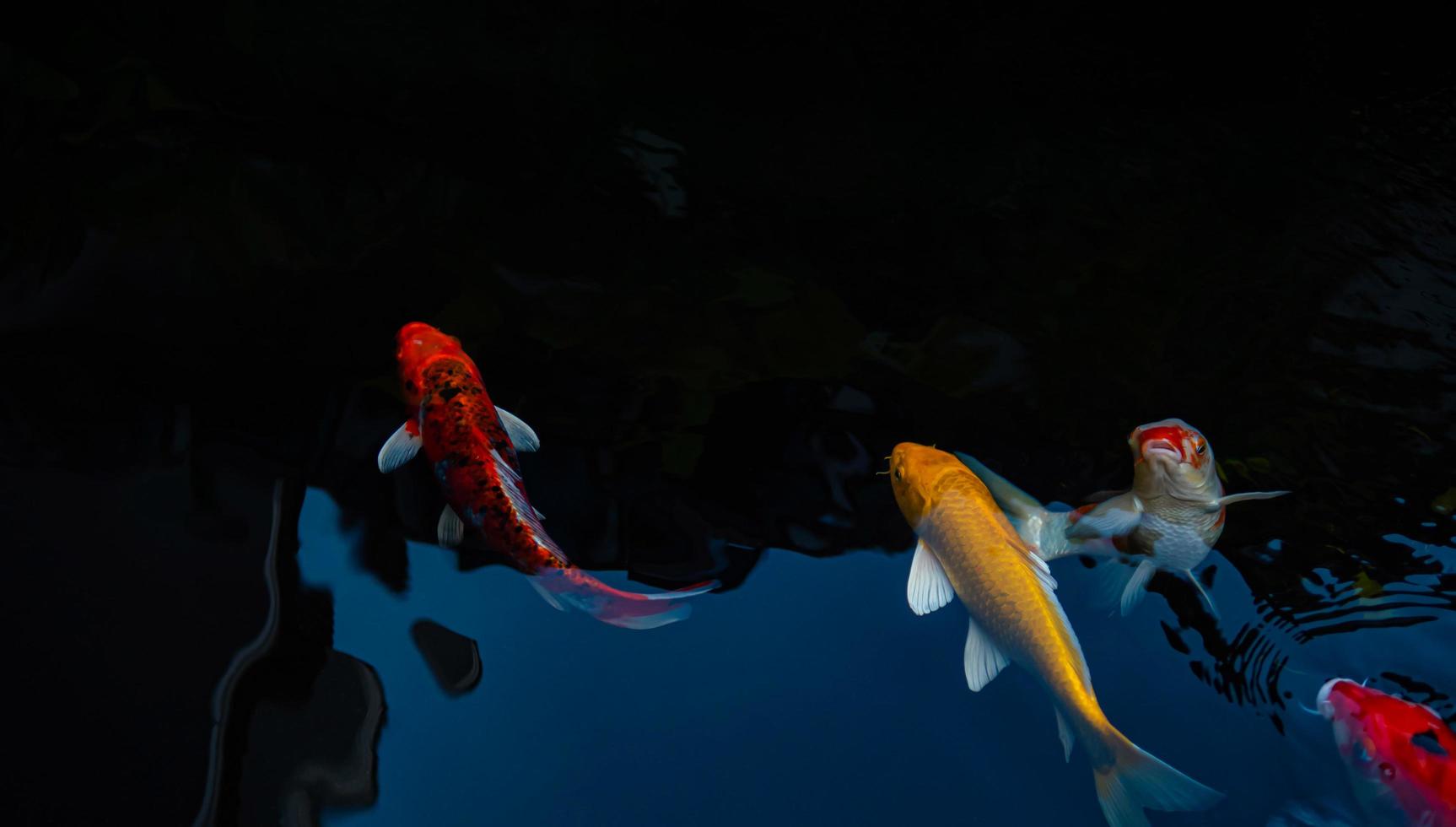 peces koi de lujo o carpas de lujo nadando en un estanque de peces de estanque negro. mascotas populares para la relajación y el significado del feng shui. foto