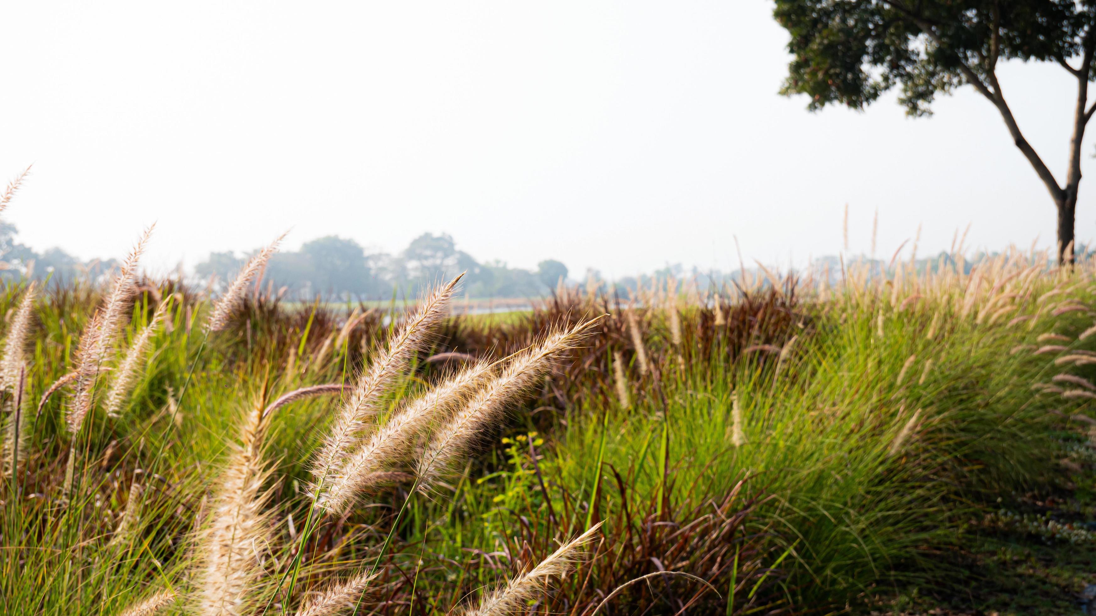 roadside grass