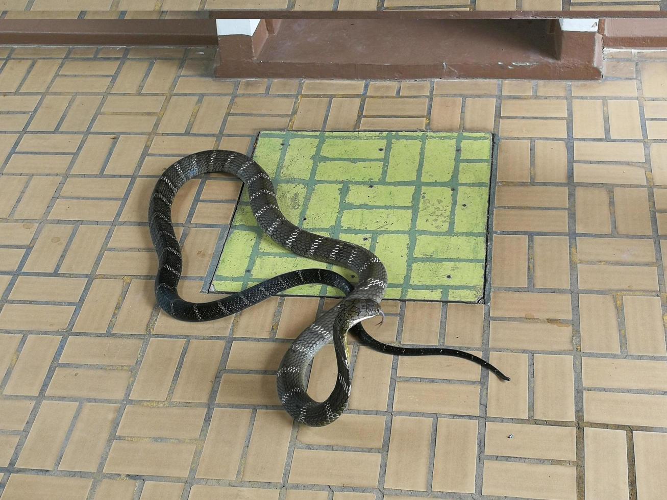 A black-and-white king cobra stretching around the neck of the hood to prepare for attack. photo