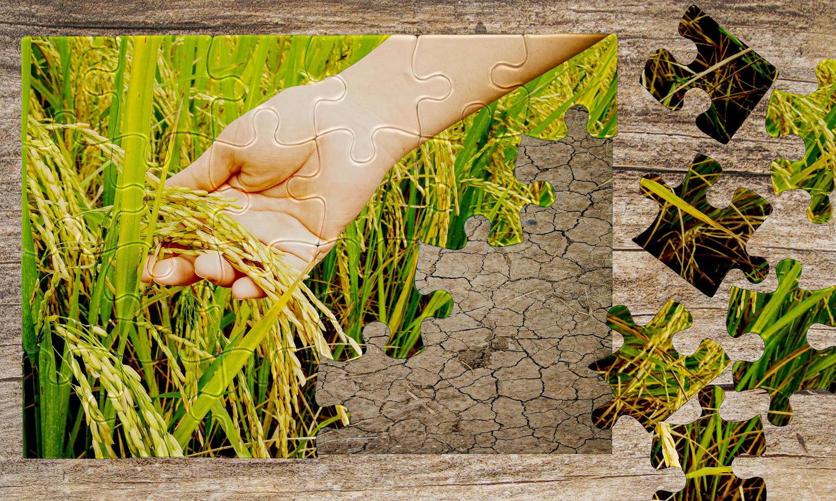 The overlay of the Jigsaw below is an arid ground and a puzzle of rice fields and golden ears. Table made of wood or logs. 3D Rendering photo