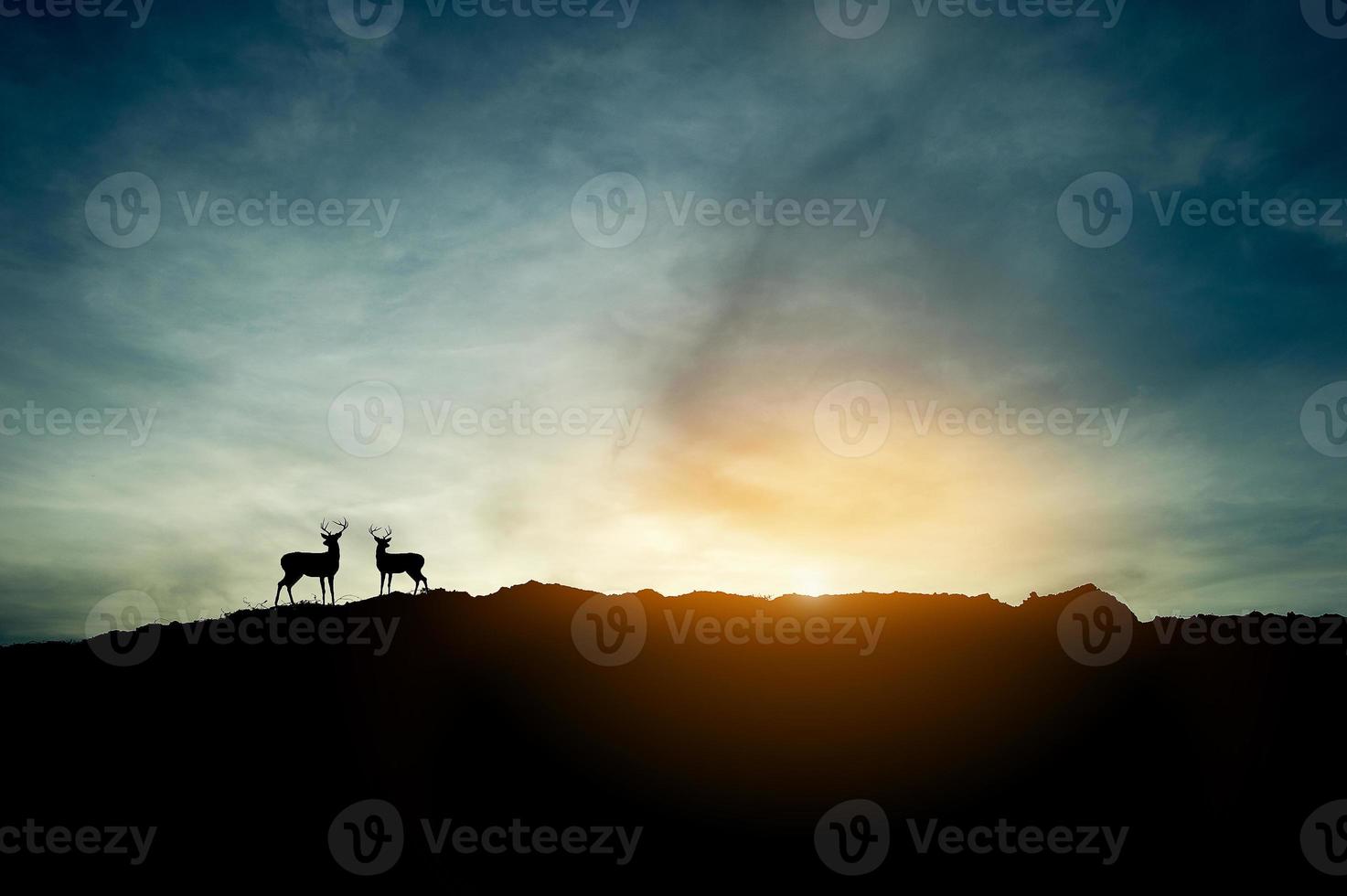 The concept of Sunset silhouette and two deer on the mountain. photo