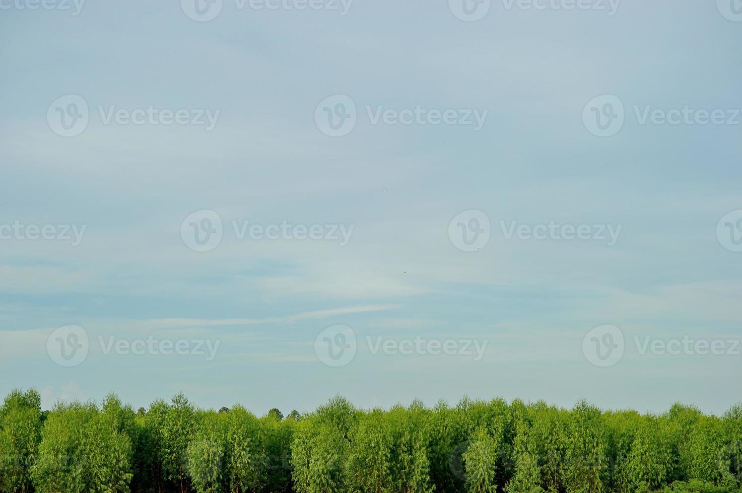 Trees and sky Indigo in winter Nature travel ideas And there is a copy space. photo