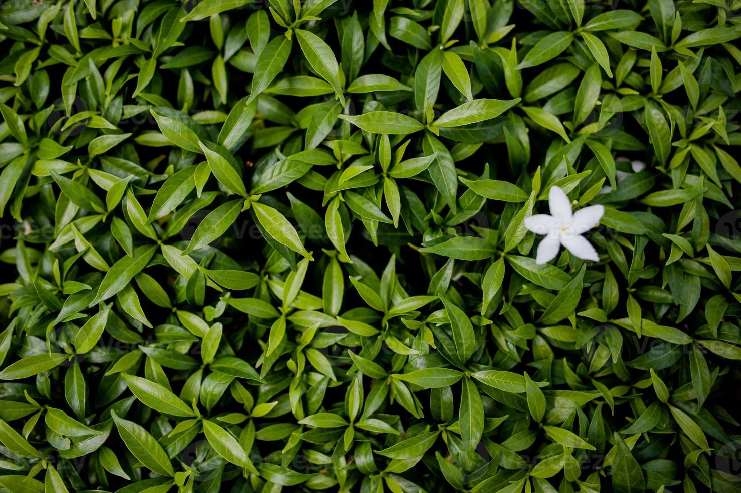 Creative style made of green leaves lying flat on the concept of nature. The leaves are not caused by nature. The light from the light. photo