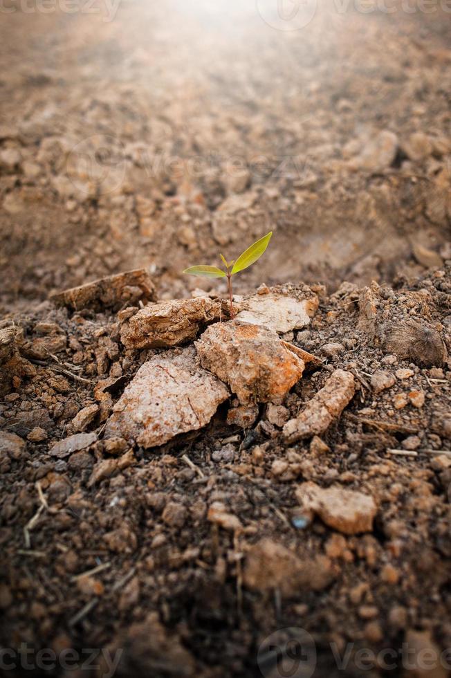 Ground, ground, brown background Organic farming close to nature, the texture of the mud environment on the ground that can grow crops. Agricultural The Farmer's Farmer photo