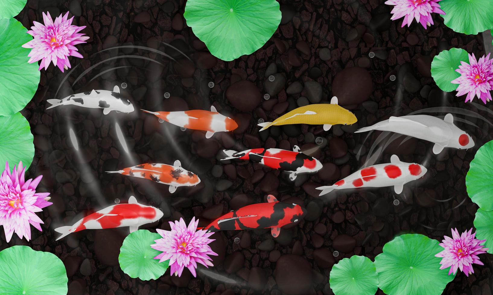 Koi or fancy koi fish swim in a circle. Conveys good fortune in feng shui. Fish swimming in a lotus pond With pink lotus flowers The pond floor is a river rock. 3D Rendering photo