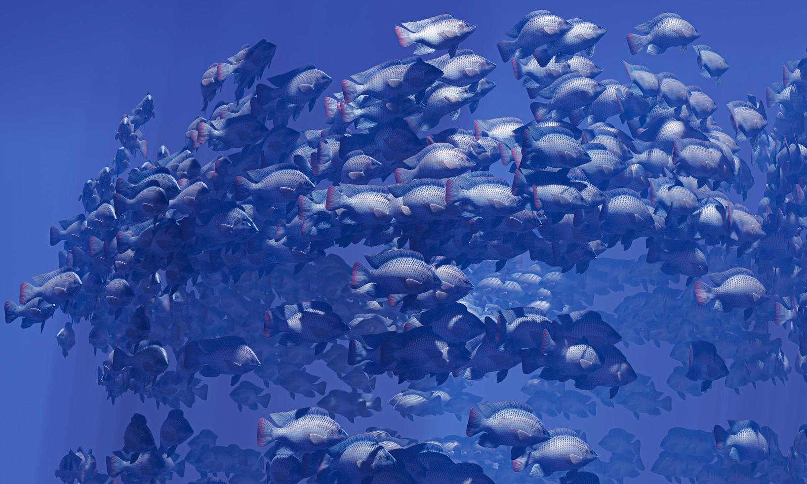 Flocks of fish swim in groups, the underwater circle is shining down. Lots of tilapia Swim in groups or in groups. Naturally, underwater, herds of fish are fed for food. 3D Rendering. photo
