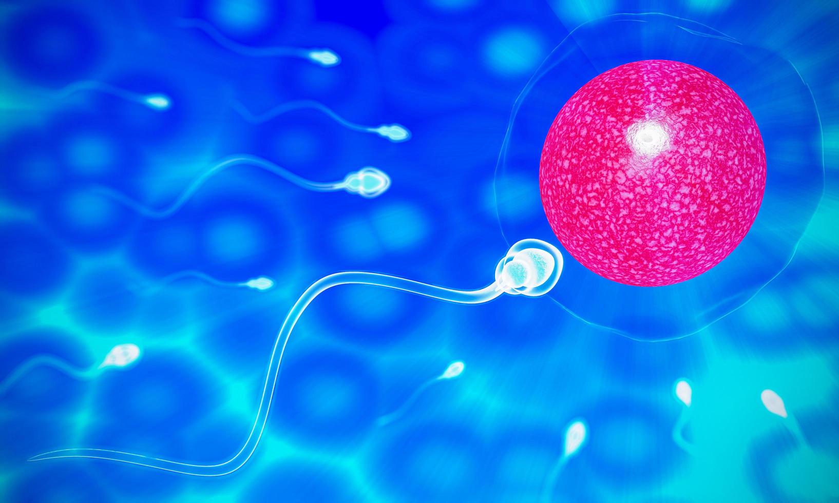 The sperm fertility from men's cum is directed towards the egg bubble after sex. To do human mating. A pre-fertilization model between an egg and a sperm. 3D Rendering photo