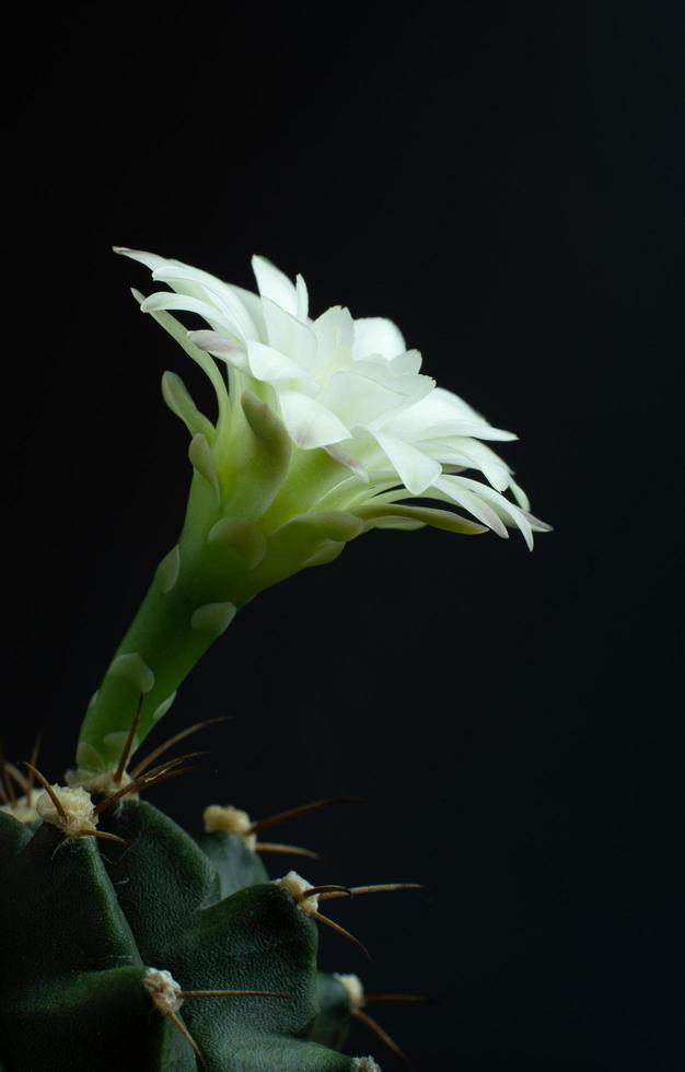 Flowers are blooming.  Cactus, White and soft green  gymnocalycium flower, blooming atop a long, arched spiky plant surrounding a black background, shining from above. photo