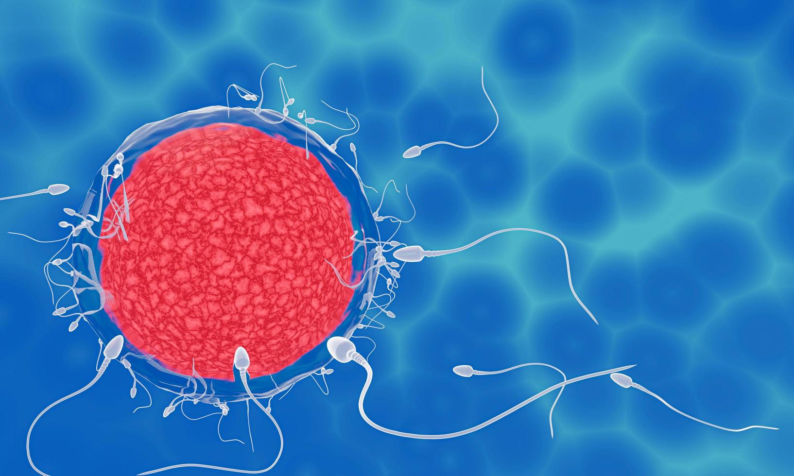 The sperm is directed towards the egg. To do human mating. A pre-fertilization model between an egg and a sperm. 3D Rendering photo