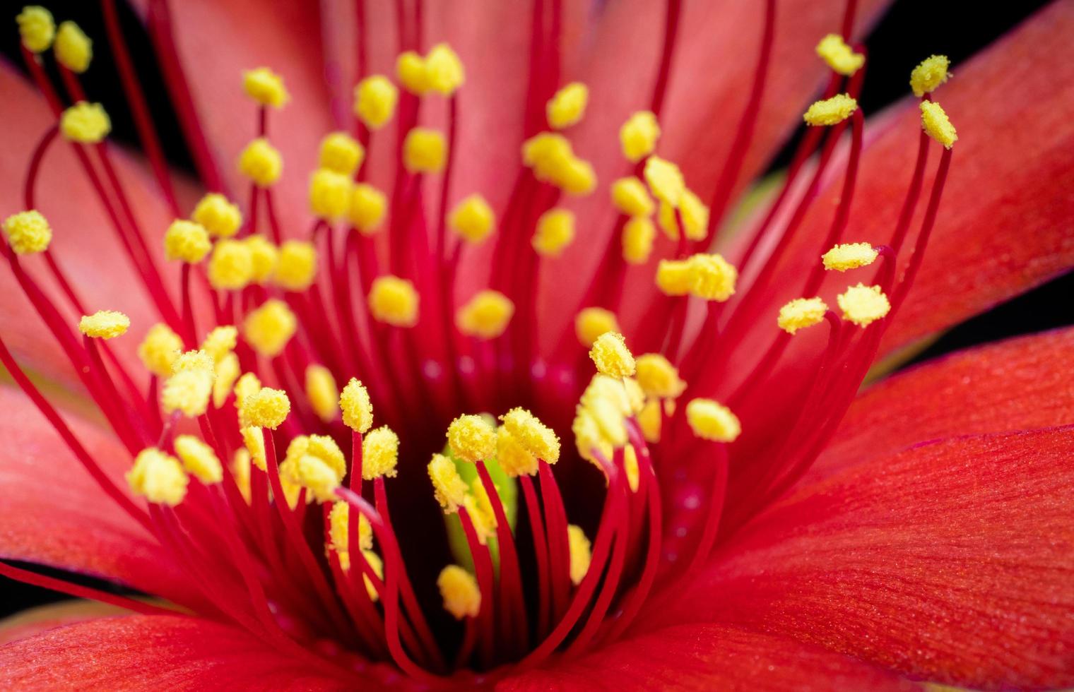 yellow pollen On numerous red peduncles of flowers from Red Cactus. The central stamens are blurred red petals in the background. photo