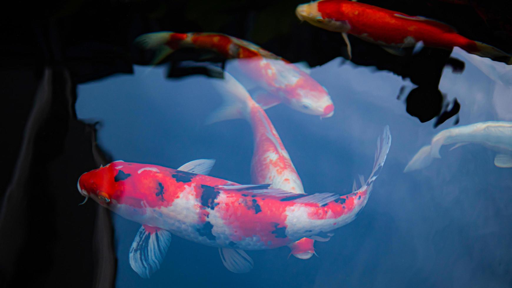 peces koi de lujo o carpas de lujo nadando en un estanque de peces de estanque negro. mascotas populares para la relajación y el significado del feng shui. foto