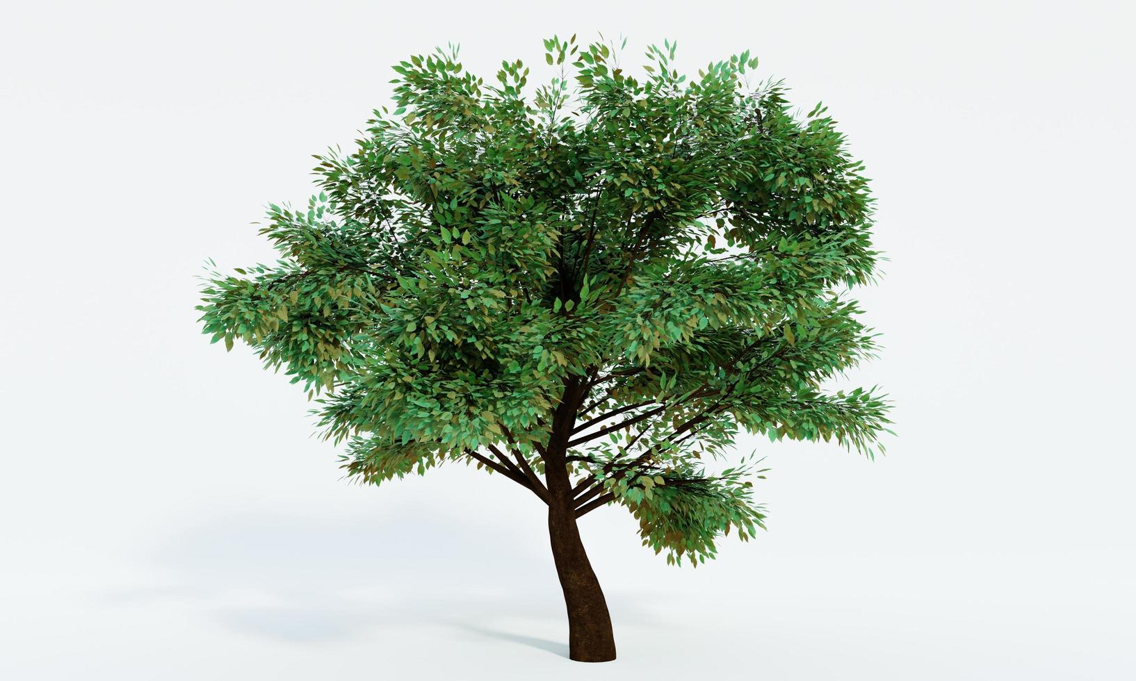 Big trees, branches and full leaves Trunk, brown bark a. Isolated on white background. 3D Rendering. photo