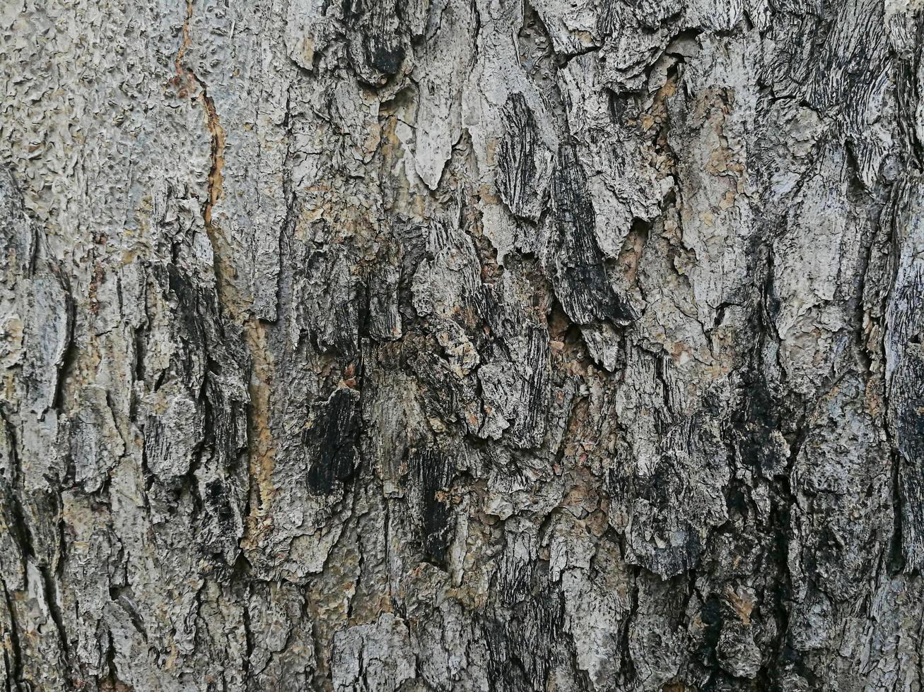 corteza de un gran tronco de árbol. patrón de grano de madera para usar en la fabricación de papel tapiz o fondo. foto