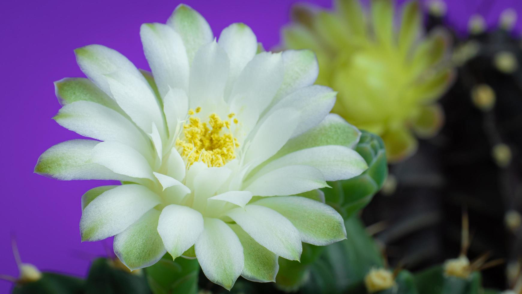 Flowers are blooming.  Cactus, White and soft green  gymnocalycium flower, blooming atop a long, arched spiky plant surrounding  shining from above. photo