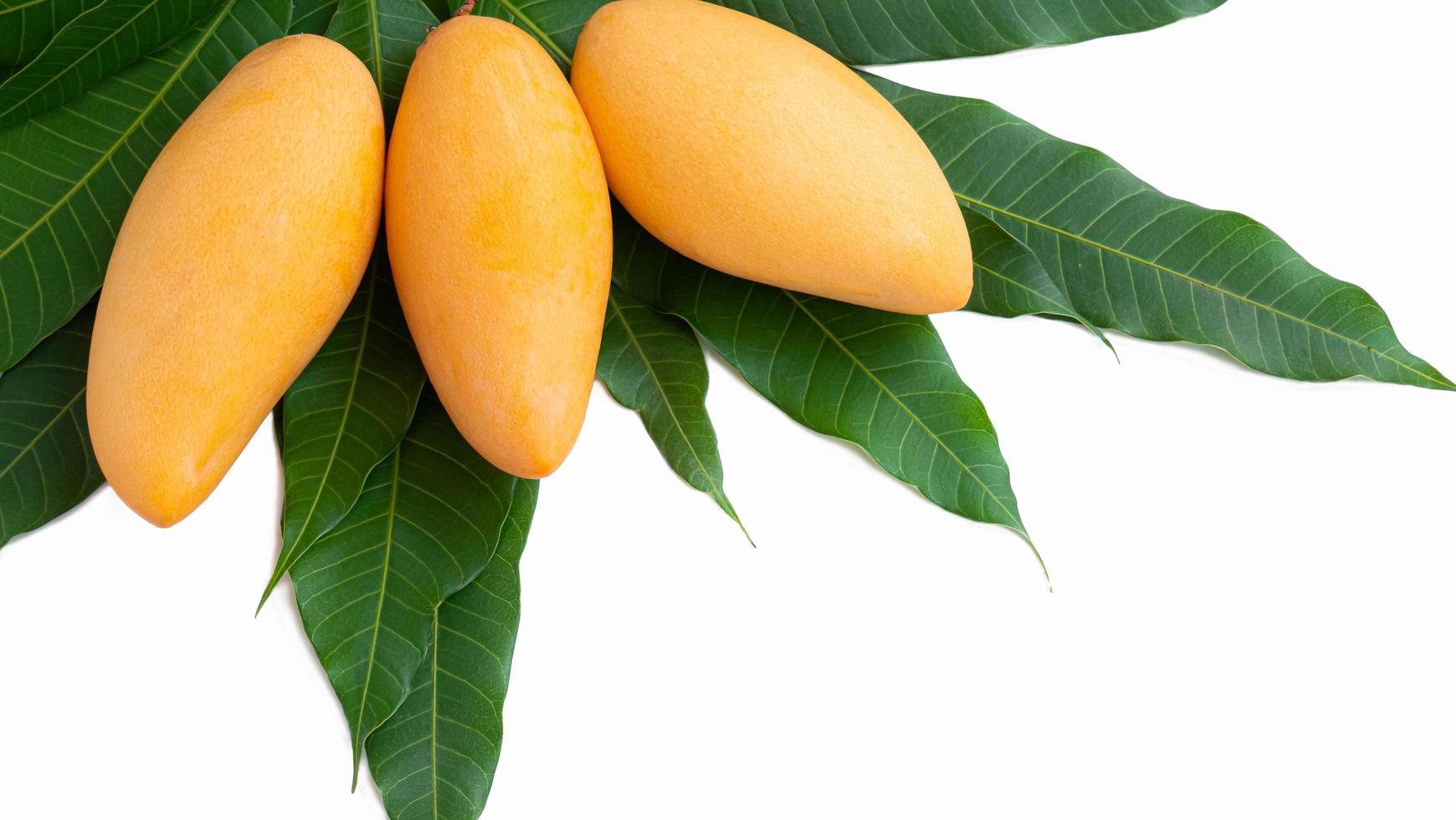 A golden yellow ripe mango on a mango branch with green leaves. Isolated on white background. photo