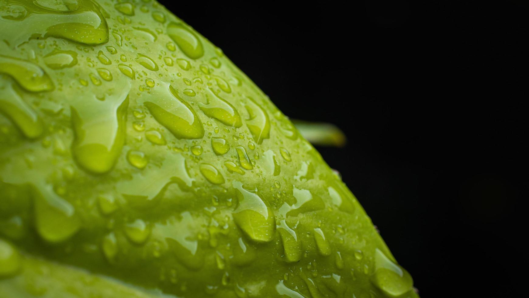 gotas de lluvia en la hoja verde, tiro macro, fondo negro, usado como papel tapiz. muchas gotas de agua en la hoja. foto