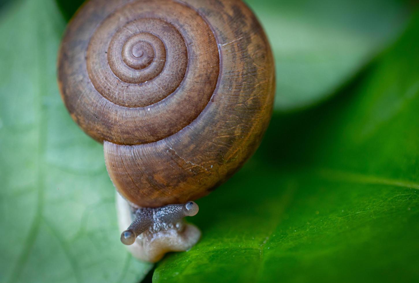 macro o cerrar pequeña corteza marrón de caracol, patrón de rizo común, trepa sobre hojas verdes frescas. foto