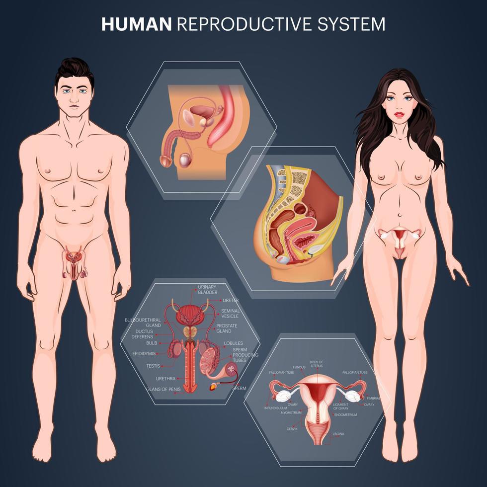 Human reproductive system diagram illustration for education vector