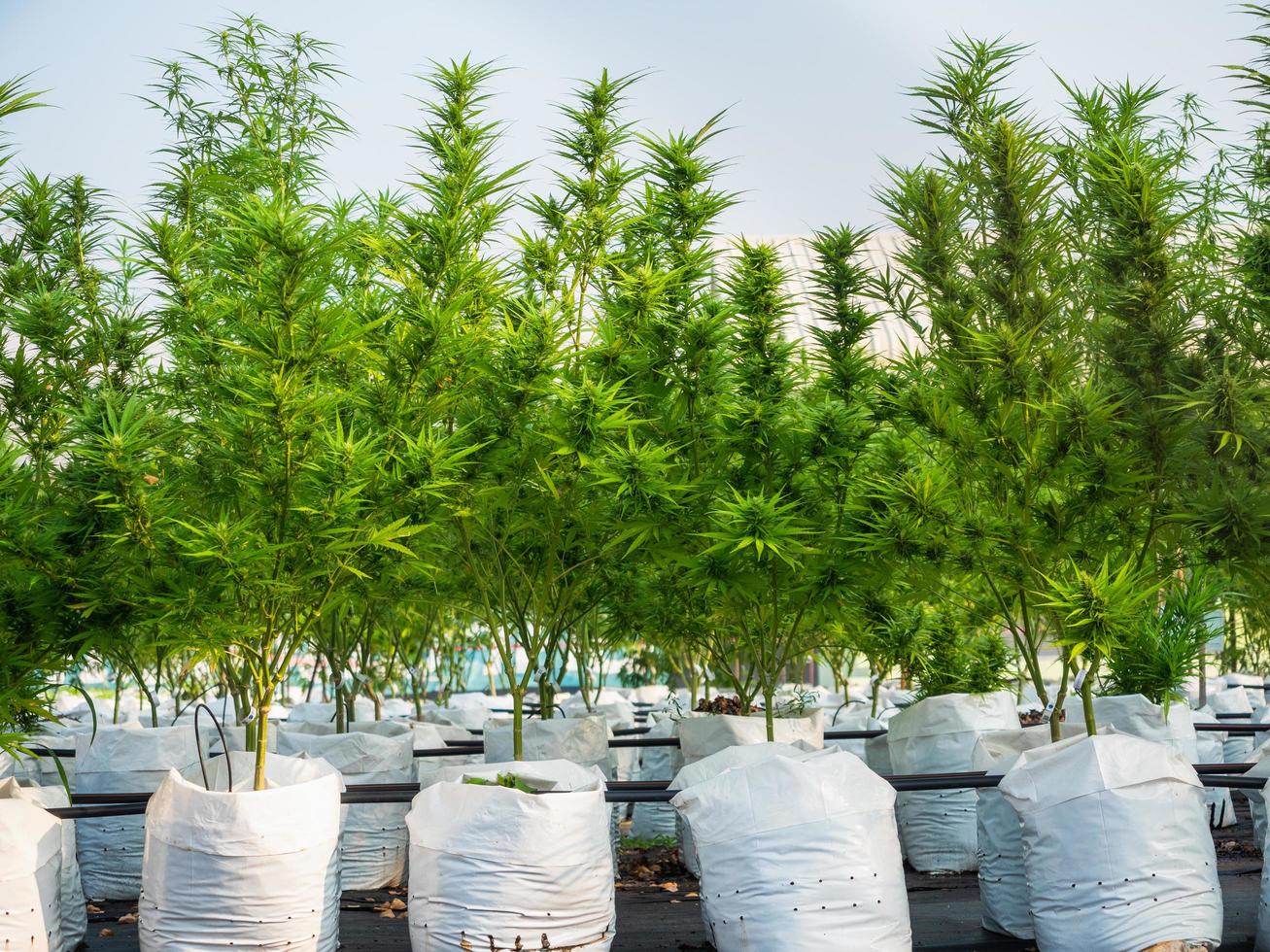 Cannabis plantation, planting in the white plastic bag. Marijuana farming business. photo