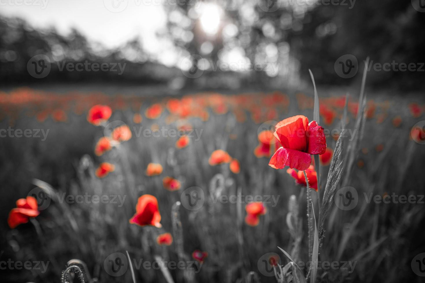 Beautiful field red poppies with selective color. Red poppies in soft light on dark dramatic background. Spring summer flowers photo