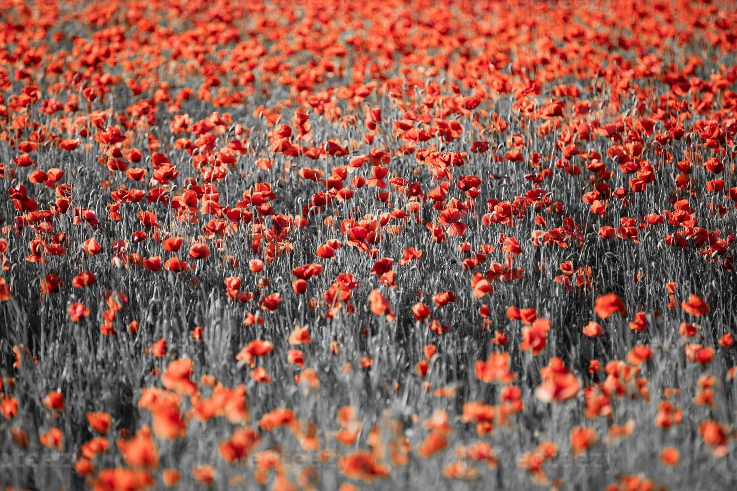 Beautiful field red poppies with selective color. Red poppies in soft light on dark dramatic background. Spring summer flowers photo