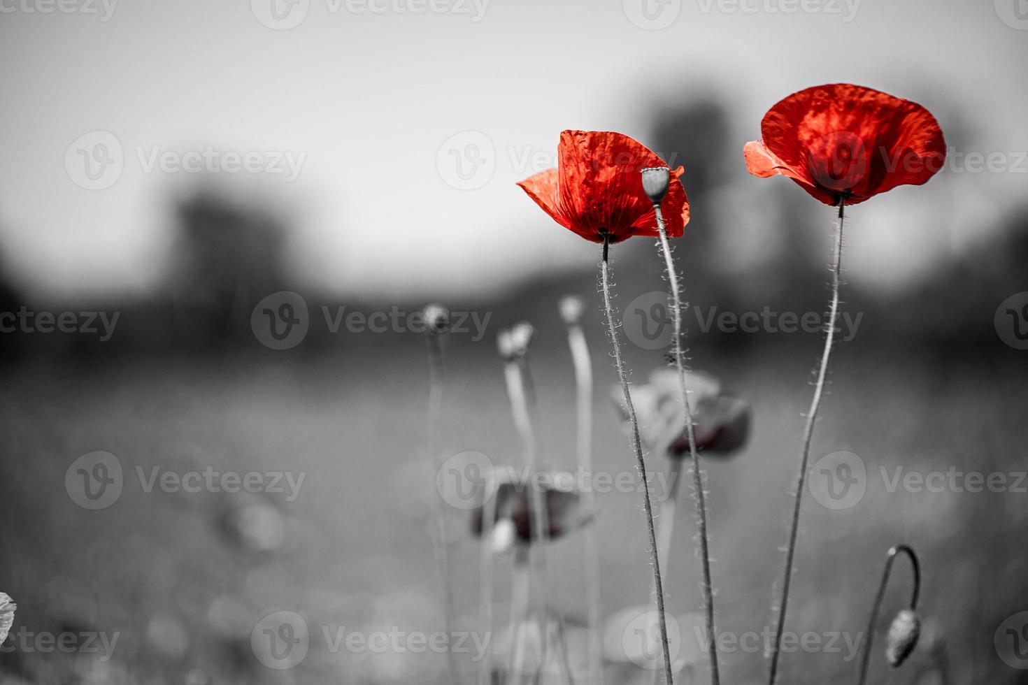 Beautiful field red poppies with selective color. Red poppies in soft light on dark dramatic background. Spring summer flowers photo