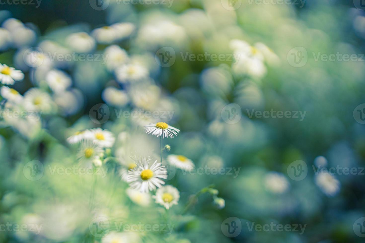 paisaje de campo de puesta de sol de enfoque suave abstracto de flores de margarita y prado de hierba cálida hora dorada puesta de sol hora del amanecer. tranquilo primavera verano naturaleza primer plano y fondo de bosque borroso. naturaleza idílica foto