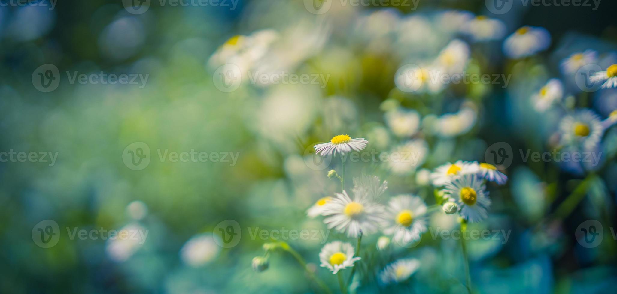 paisaje de campo de puesta de sol de enfoque suave abstracto de flores de margarita y pradera de hierba cálida hora dorada puesta de sol hora del amanecer. tranquilo primavera verano naturaleza primer plano y fondo de bosque borroso. naturaleza idílica foto