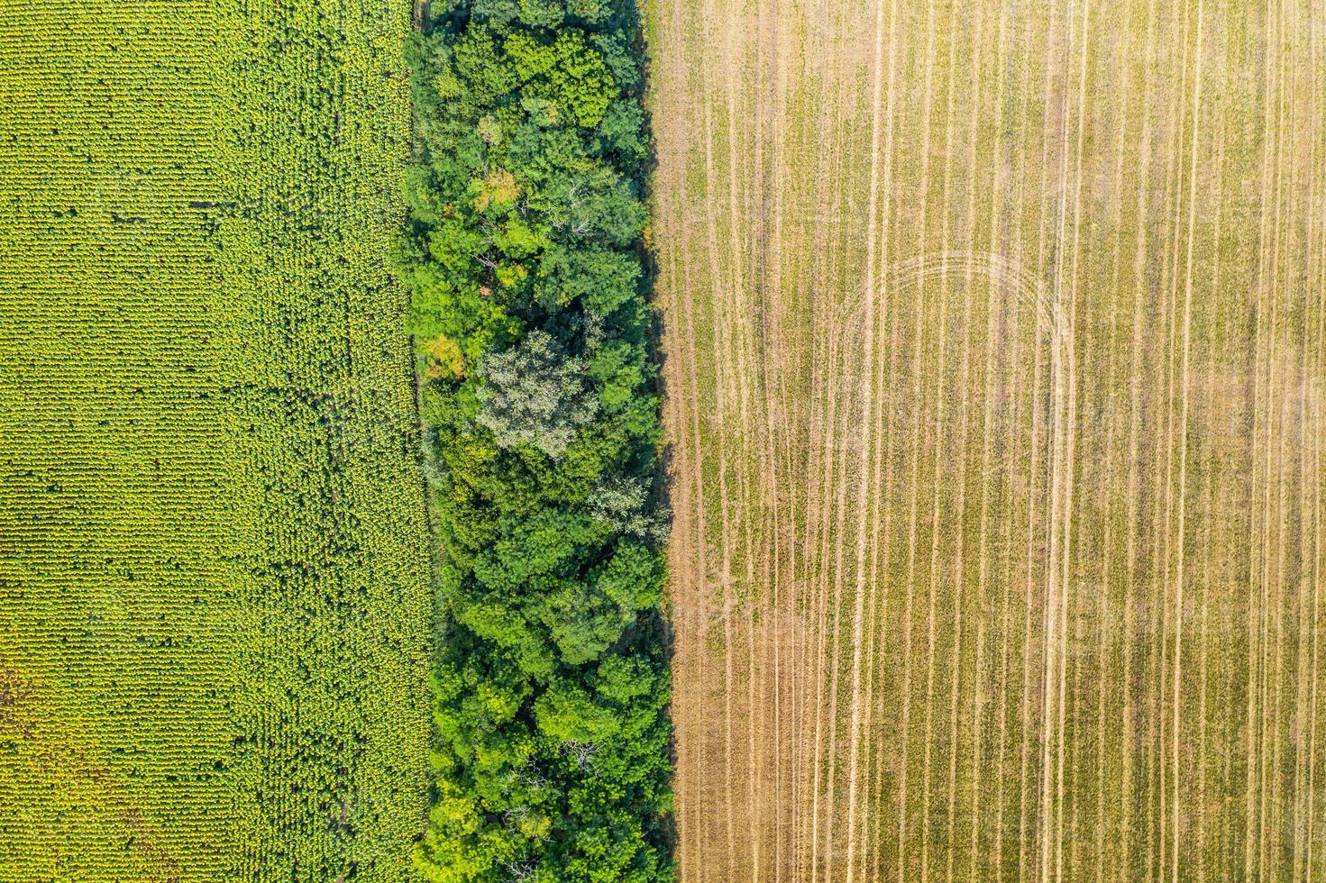 Background of fields with various types of agriculture with tree line. Aerial top view, food industry, agriculture, farmland photo