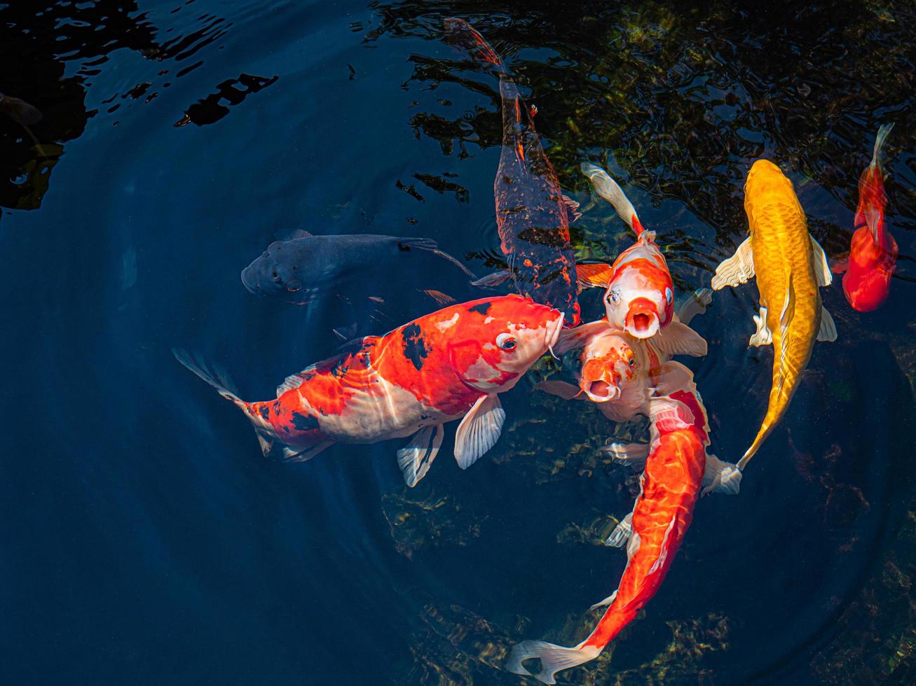 Japan koi fish or Fancy Carp swimming in a black pond fish pond. Popular pets for relaxation and feng shui meaning. Popular pets among people. Asians love to raise it for good fortune. photo