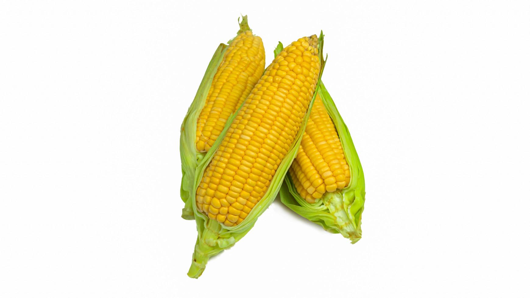 Single ear of corn with green leaves . Fresh corn on cob isolated on white background. photo