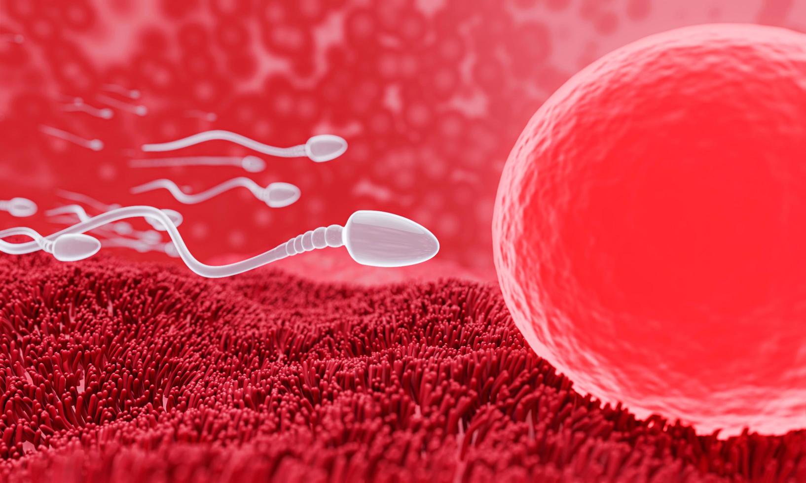 The sperm is directed towards the egg. To do human mating. A pre-fertilization model between an egg and a sperm. 3D Rendering photo