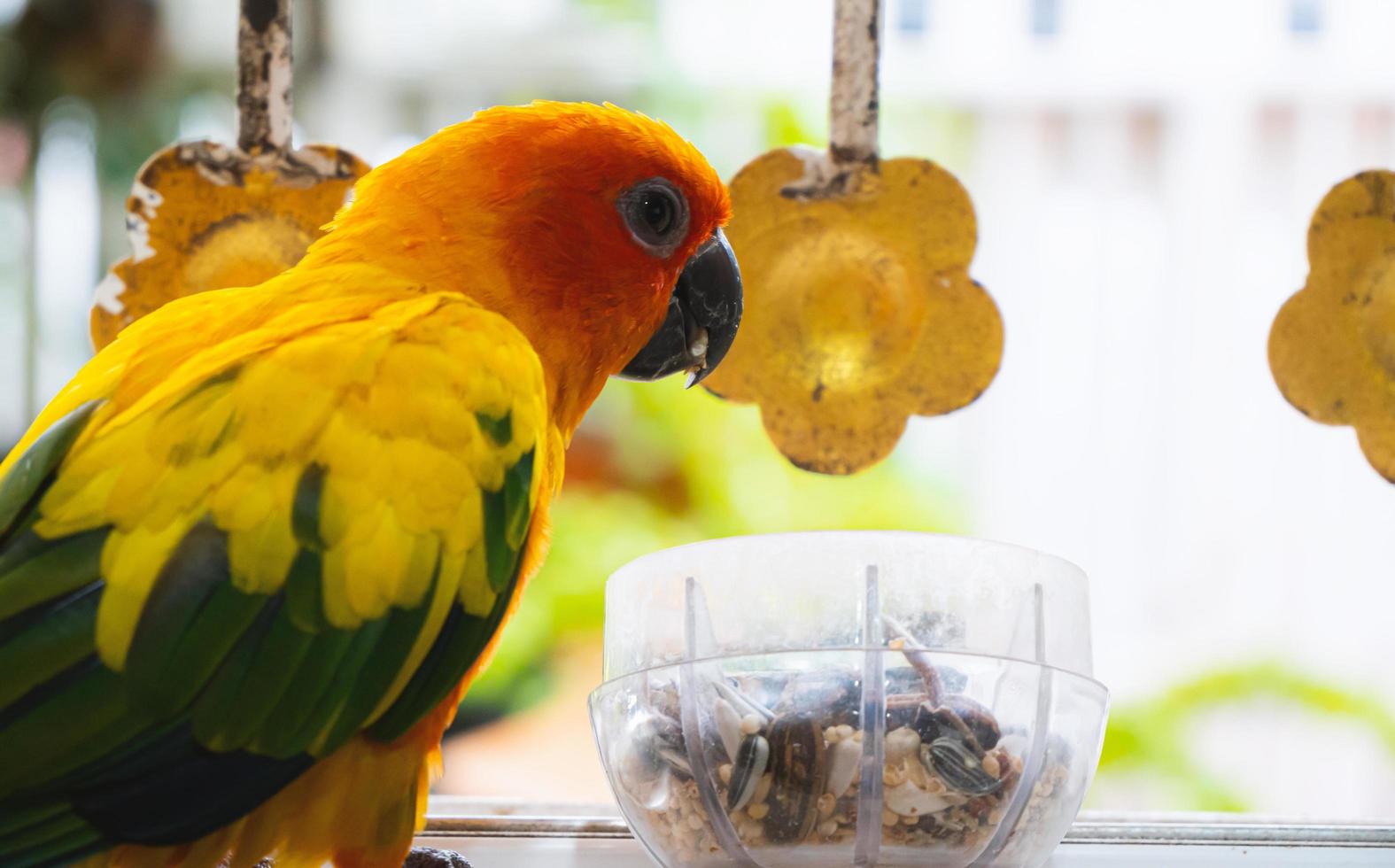 Adorable, intelligent, yellow-orange parrot, a thousand sun conures, standing to eat, food in a cup, which is a combination of grains. at the window not caged able to fly around freely photo