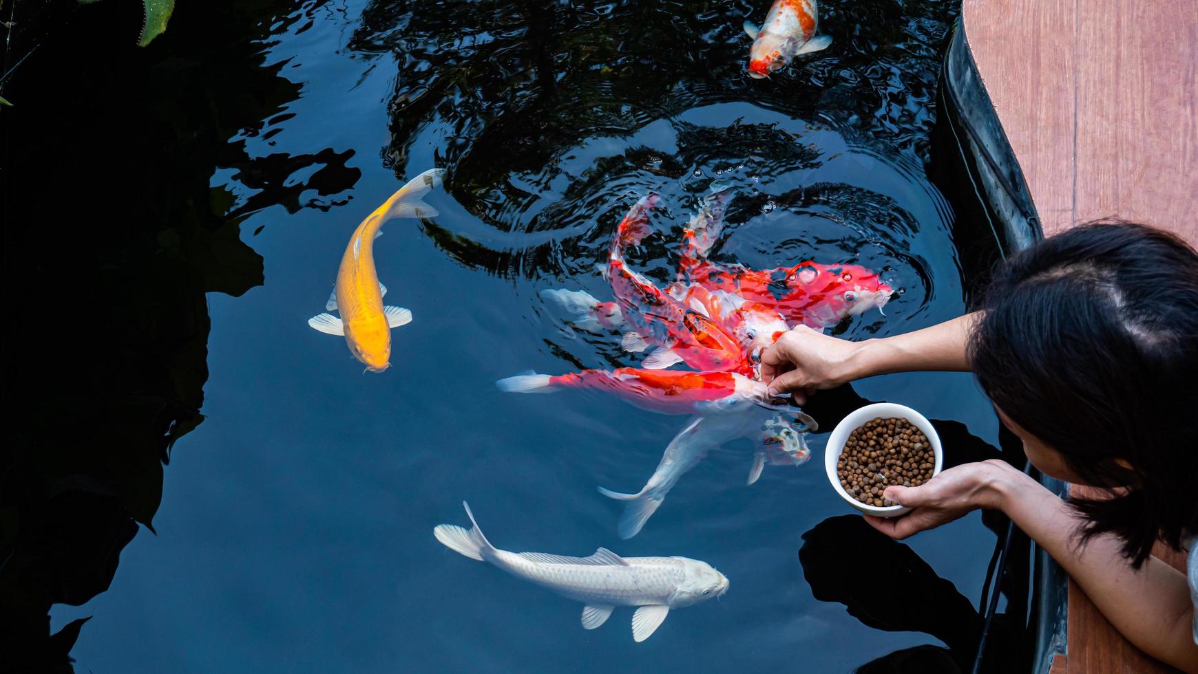Feed the koi or crap with your bare hands. Fish tamed to the farmer. An outdoor koi fancy fish pond for beauty and relaxation. photo