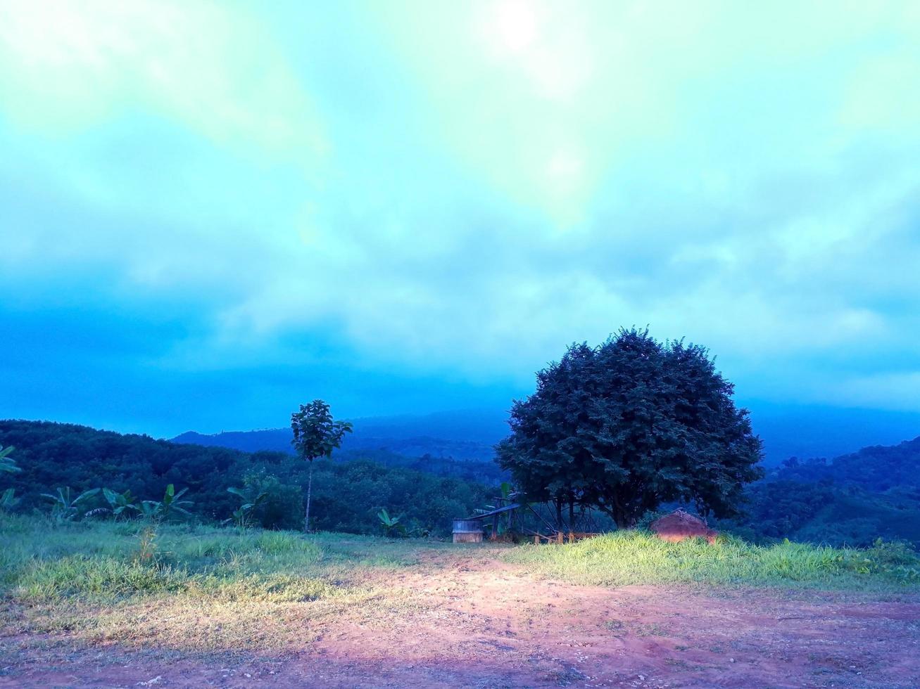 gran árbol en las estribaciones con un complejo fondo montañoso, cubierto de niebla por la mañana foto