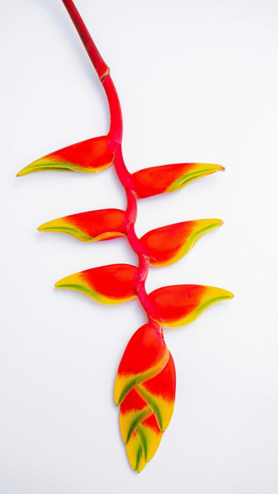 Red flower with yellow stripe named Bird of Paradise Isolated on white background. photo