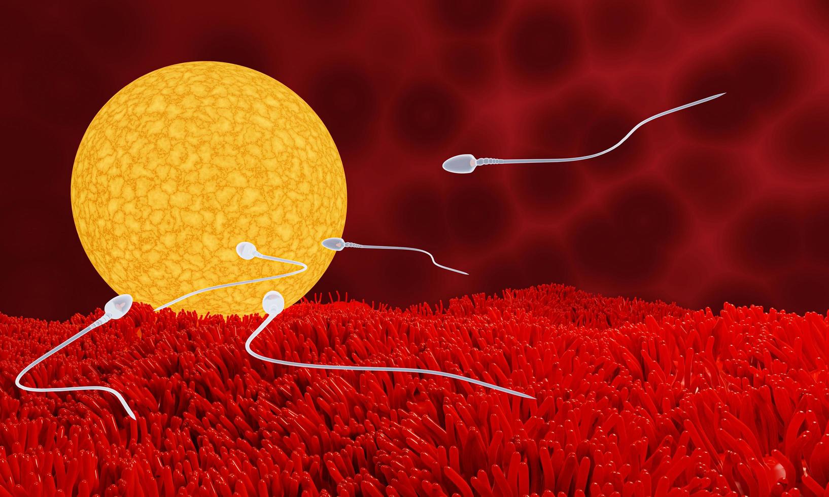 The sperm is directed towards the egg. To do human mating. A pre-fertilization model between an egg and a sperm. 3D Rendering photo