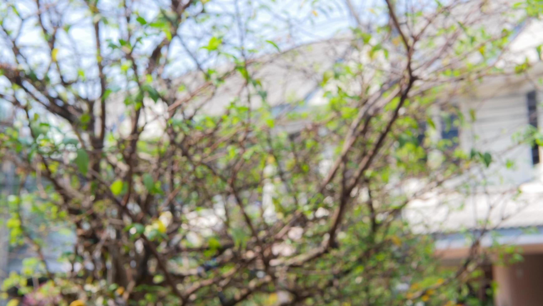 Blurred tree, branches with little leaves and bokeh to be used as a background or wallpaper. photo