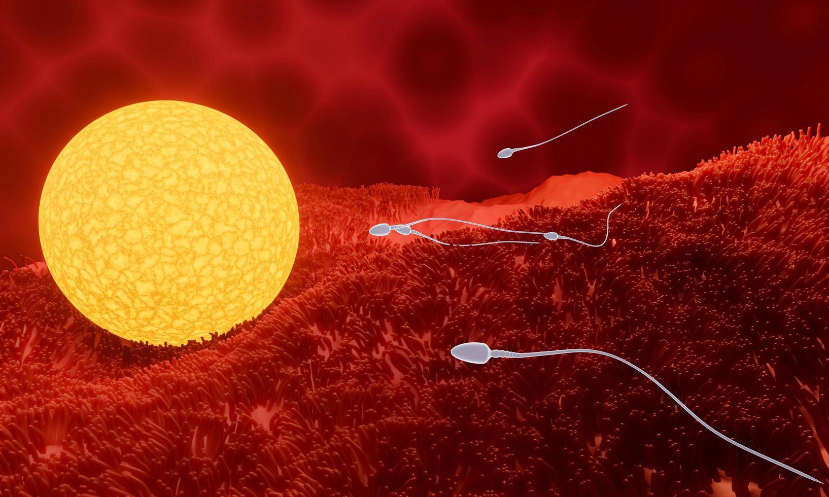 el esperma se dirige hacia el óvulo. para hacer el apareamiento humano. un modelo de prefertilización entre un óvulo y un espermatozoide. representación 3d foto