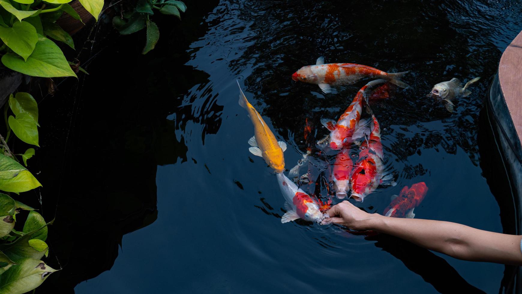 Feed the koi or crap with your bare hands. Fish tamed to the farmer. An outdoor koi fancy fish pond for beauty and relaxation. photo