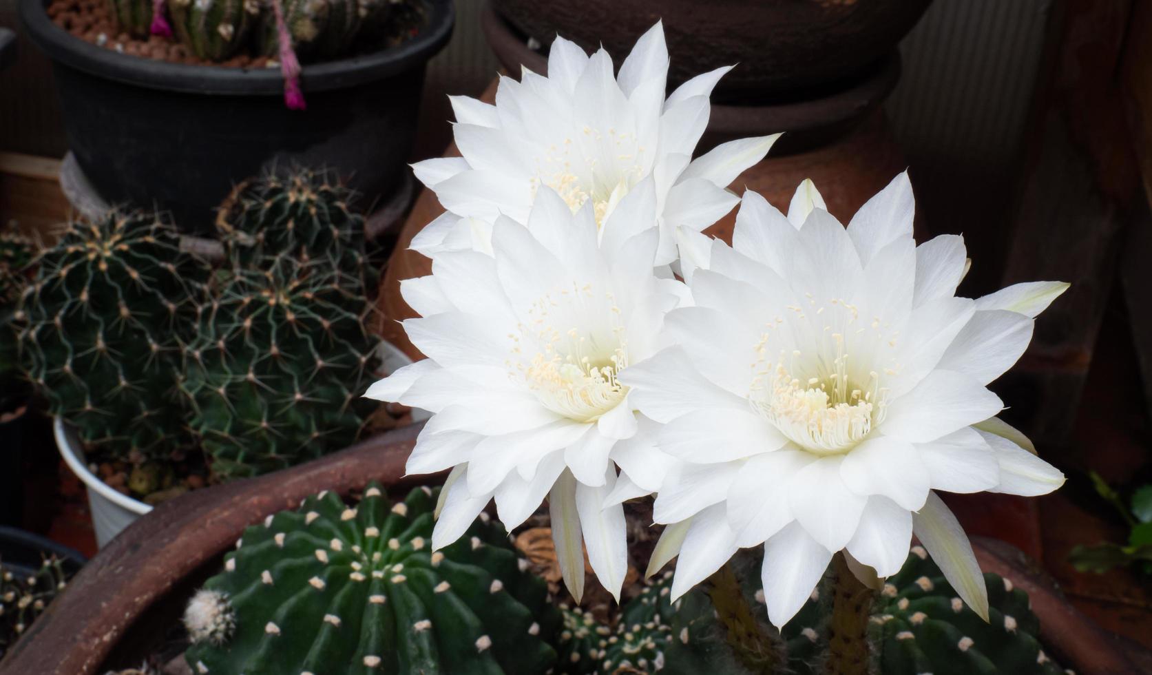 White flowers from the cactus plant name Ichinov. Flowers blooming on cacti in small pots. photo