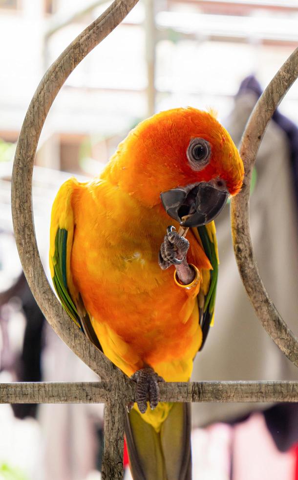 Parrots, Sun Cornure, yellow and green. Parrots are raised independently. Can fly as needed. cute bird or pet naturally reared Not caged or chained, able to fly freely. photo