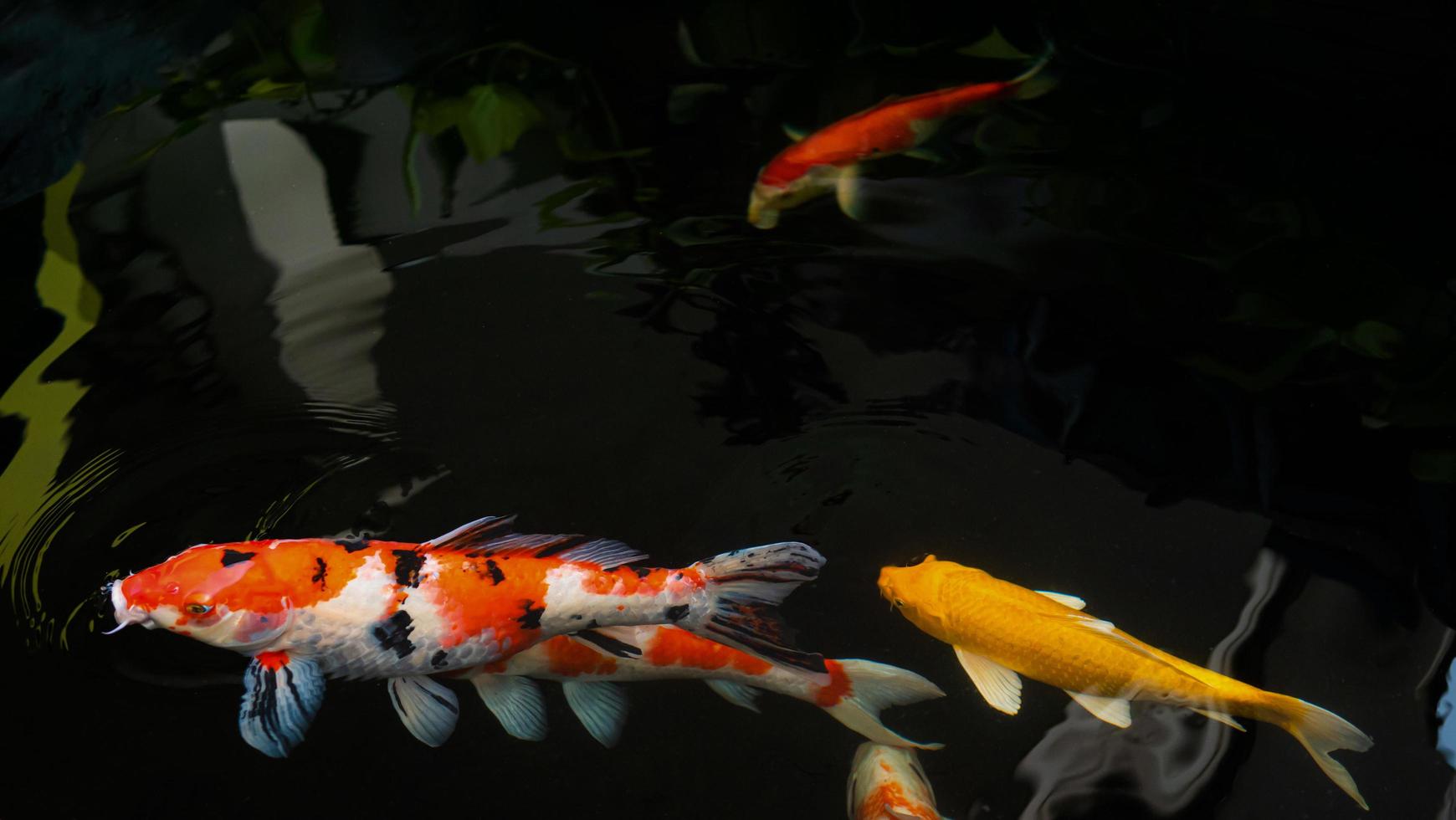 Fancy Koi fish or Fancy Carp swimming in a black pond fish pond. Popular pets for relaxation and feng shui meaning. photo