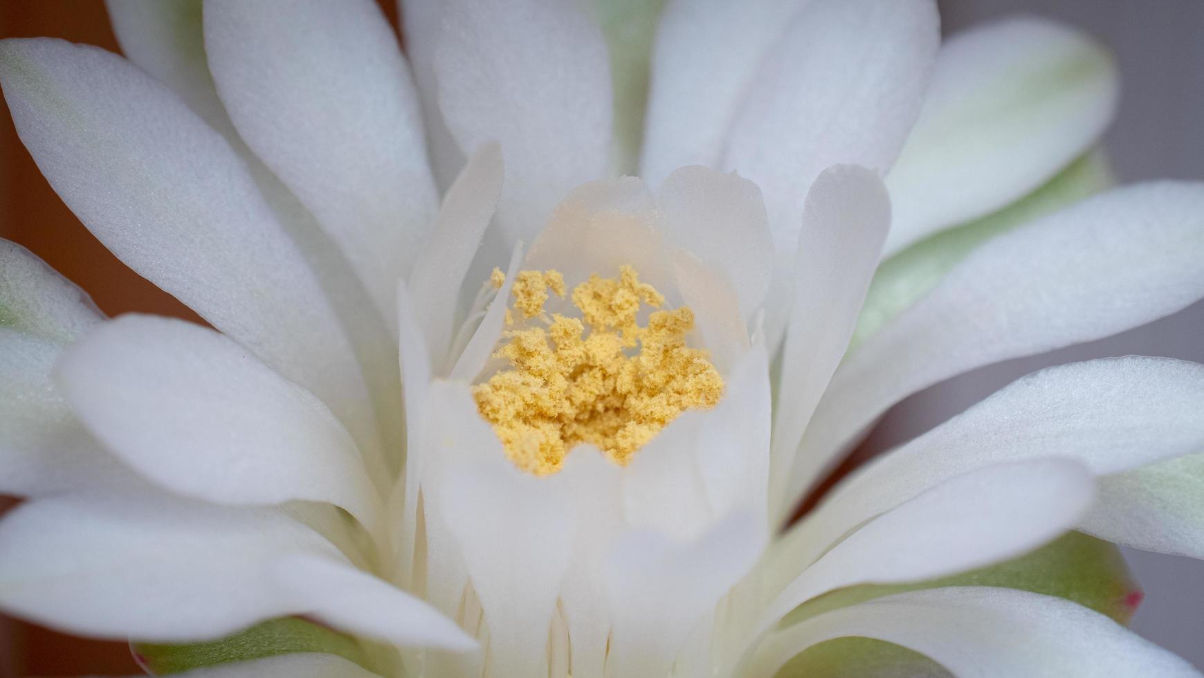 In the center of the flower are the pistils of a cactus, cultivar Gymnocalicium. white petals, yellow stamens photo