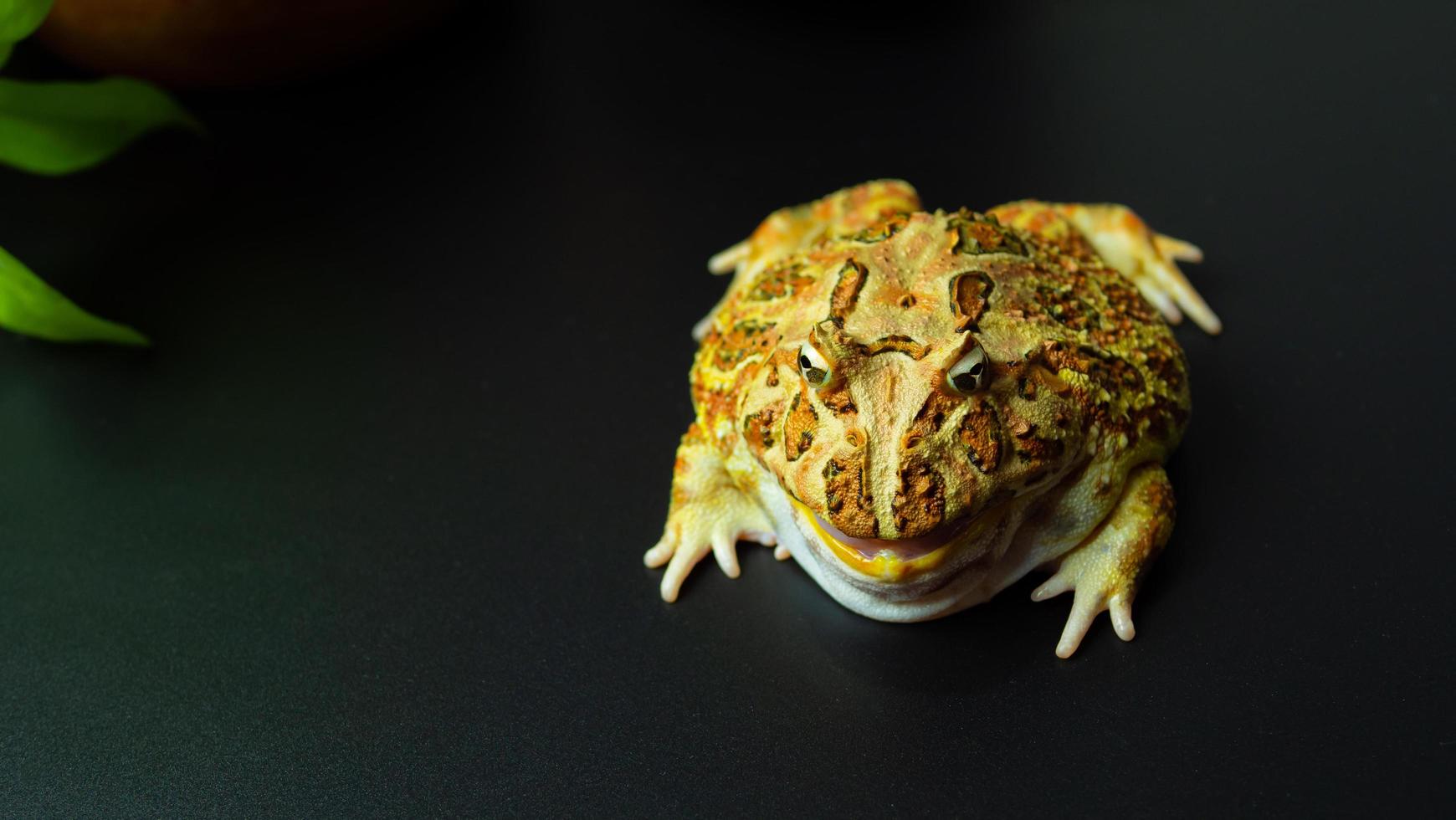 The argentine horned frog yellow with brown stripes. The frog sat still looking at the camera. photo