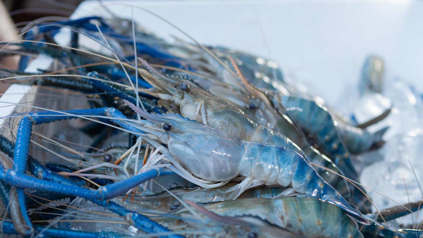 Fresh prawns are placed on top of ice cubes before being grilled over a charcoal fire. Kung Pao is a popular Thai grilled seafood dish.  shrimp are frozen with ice It is a staple for seafood dishes. photo