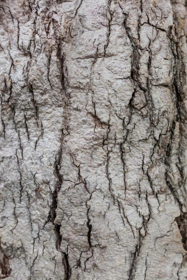 Fondo de textura de árbol de madera vieja foto