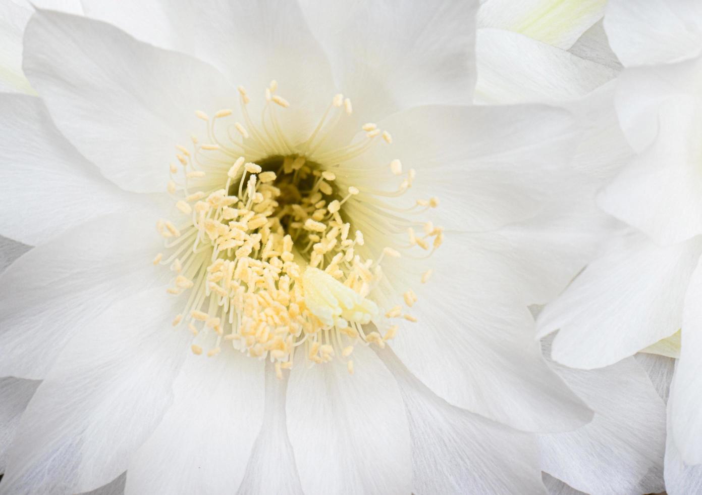 Pollen of White flowers from the cactus plant name Ichinov. Flowers blooming on cacti in small pots. photo
